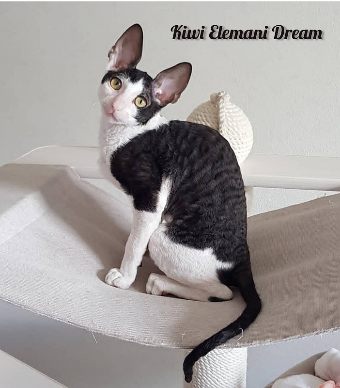 Kiwi Elemani Dream - Kitten cornish rex 3 months 3 weeks