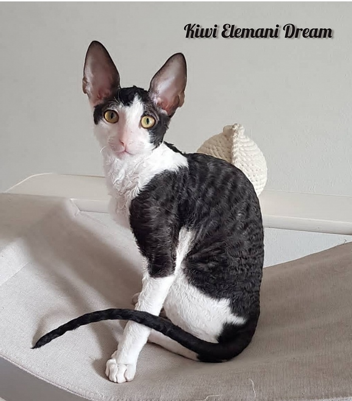 Kiwi Elemani Dream - Kitten cornish rex 3 months 3 weeks