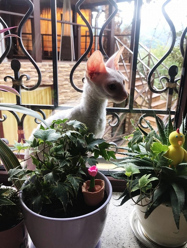 Lirika Elemani Dream - cornish rex