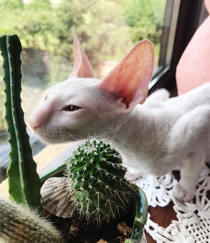 Lirika Elemani Dream - cornish rex