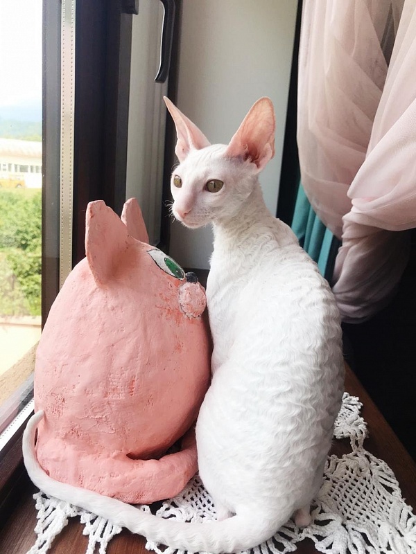 Lirika Elemani Dream - cornish rex