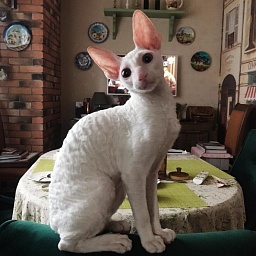 Lirika Elemani Dream