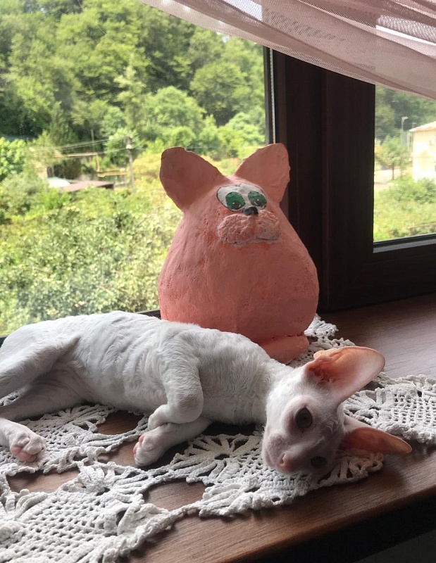 Lirika Elemani Dream - cornish rex