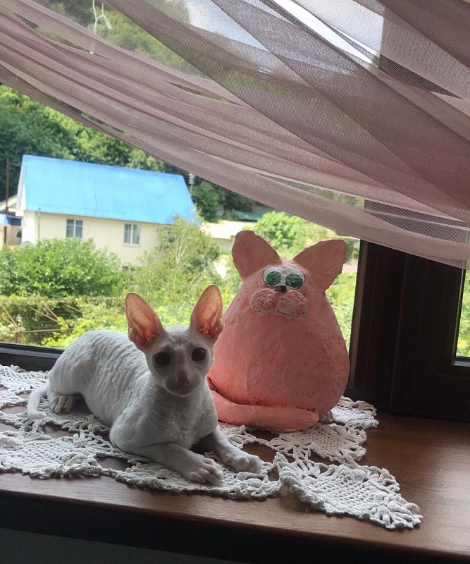 Lirika Elemani Dream - cornish rex