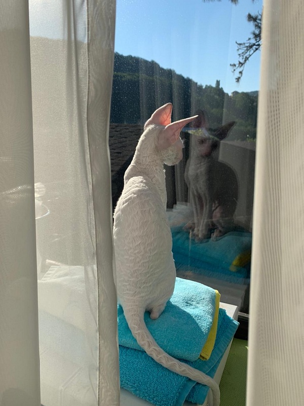 Lirika Elemani Dream - cornish rex