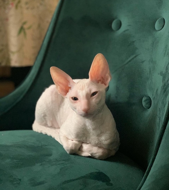 Lirika Elemani Dream - cornish rex