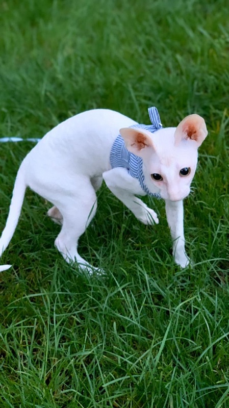 Lirika Elemani Dream - cornish rex