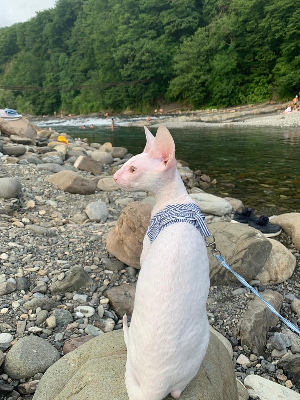 Lirika Elemani Dream - cornish rex