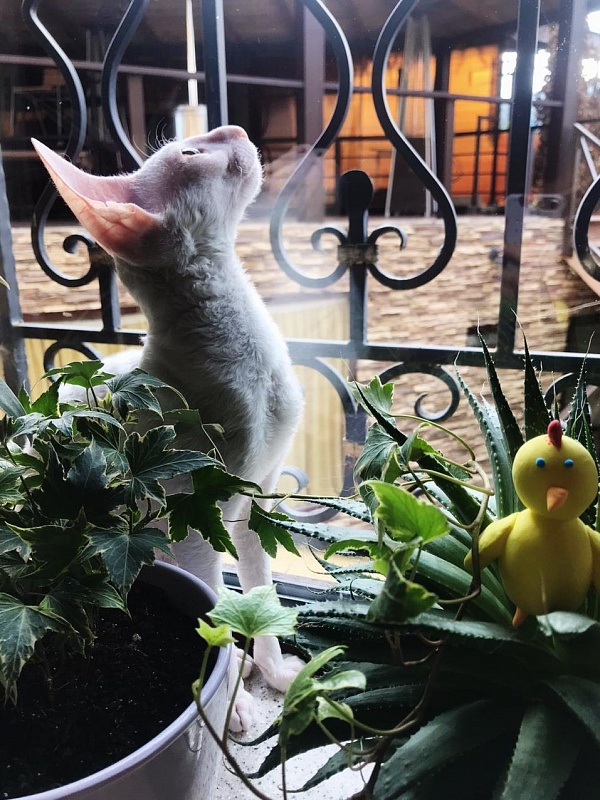 Lirika Elemani Dream - cornish rex