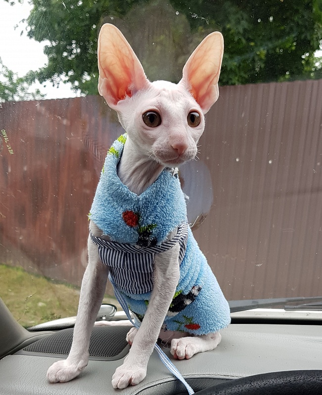 Lirika Elemani Dream - Kitten cornish rex 3 months 1.5 week