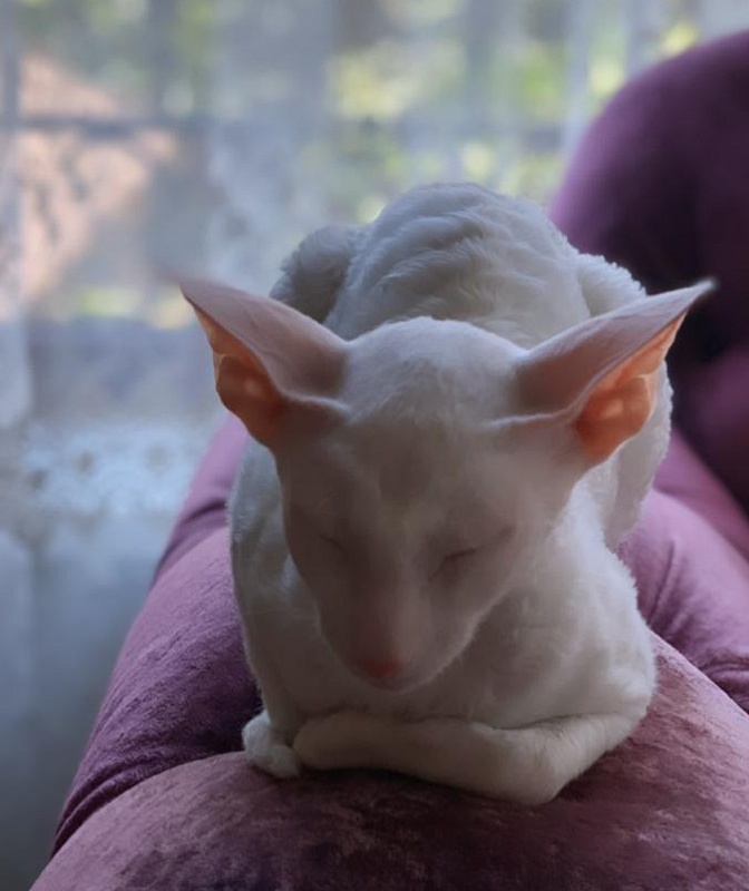 Lirika Elemani Dream - cornish rex