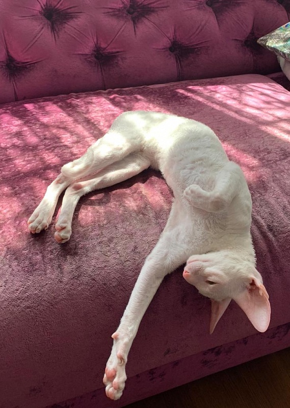 Lirika Elemani Dream - cornish rex