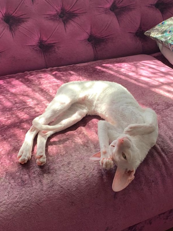 Lirika Elemani Dream - cornish rex