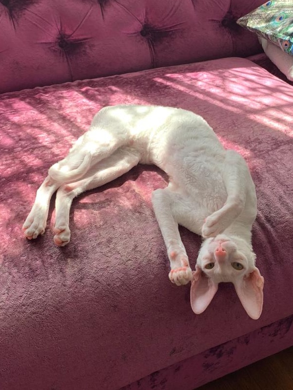 Lirika Elemani Dream - cornish rex
