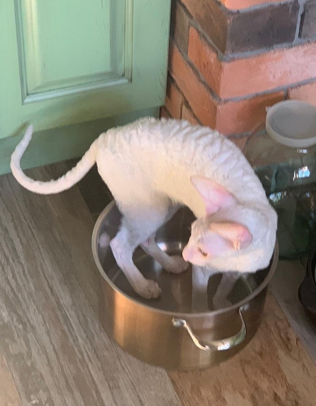 Lirika Elemani Dream - cornish rex