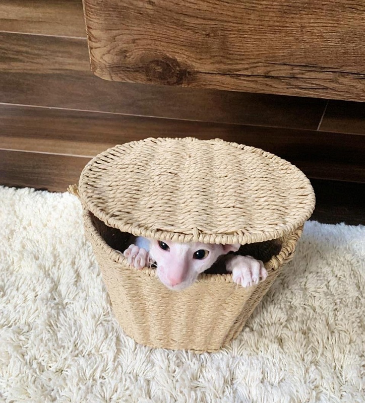 Lirika Elemani Dream - cornish rex