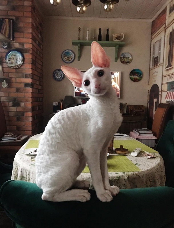 Lirika Elemani Dream - cornish rex