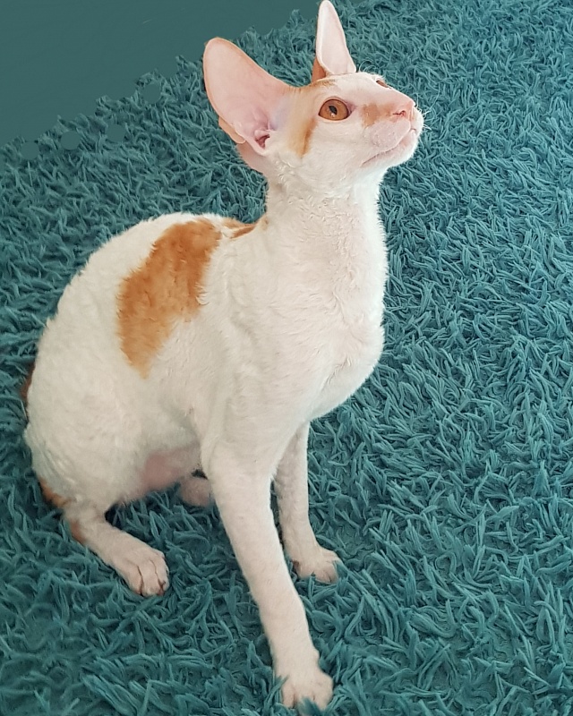 Lja-Mazhor Elemani Dream - cornish rex