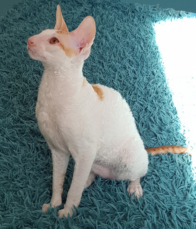 Lja-Mazhor Elemani Dream - cornish rex