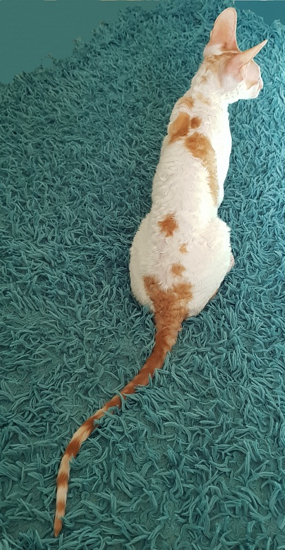 Lja-Mazhor Elemani Dream - cornish rex