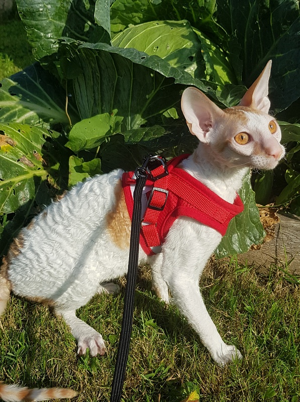 Lja-Mazhor Elemani Dream - Junior cornish rex 7 months