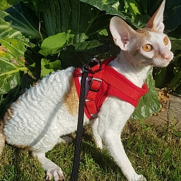 Lja-Mazhor Elemani Dream