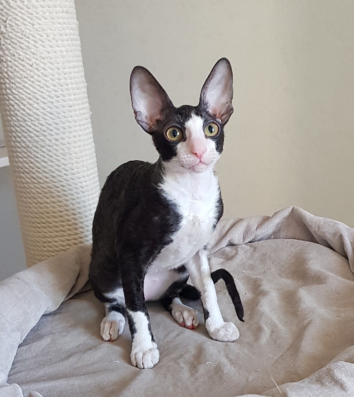 Matilda Elemani Dream - Kitten cornish rex 3 months 4 weeks