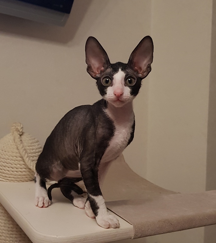 Matilda Elemani Dream - Kitten cornish rex 2 months 1 week