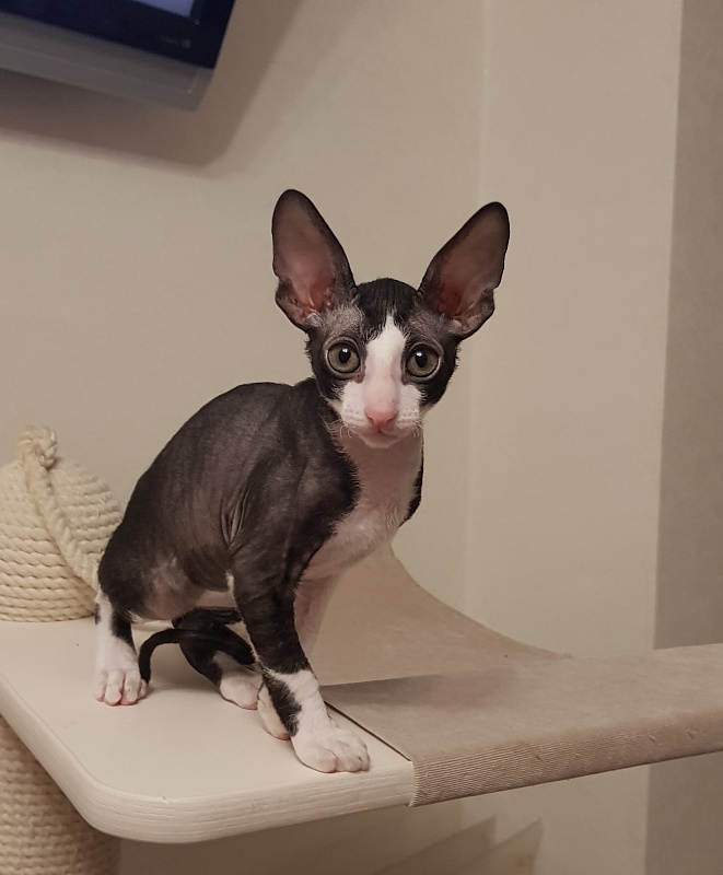 Matilda Elemani Dream - Kitten cornish rex 2 months 1 week