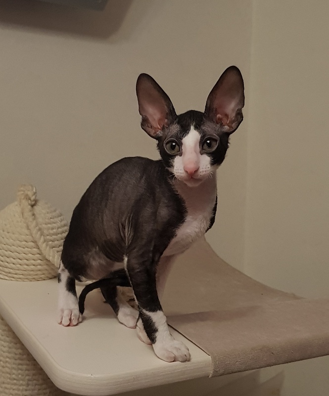Matilda Elemani Dream - Kitten cornish rex 2 months 1 week