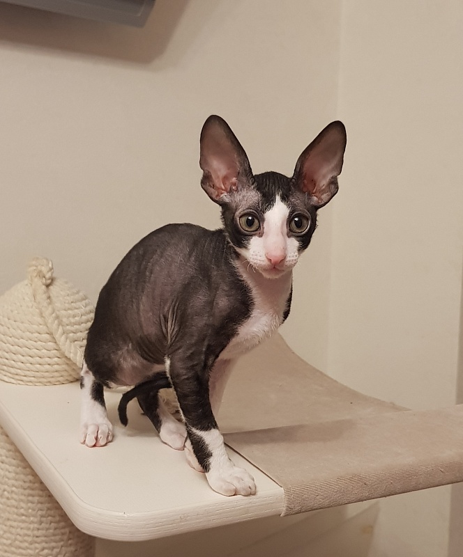 Matilda Elemani Dream - Kitten cornish rex 2 months 1 week