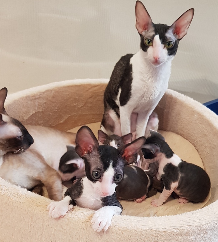 Matilda Elemani Dream - Kitten cornish rex 3 weeks