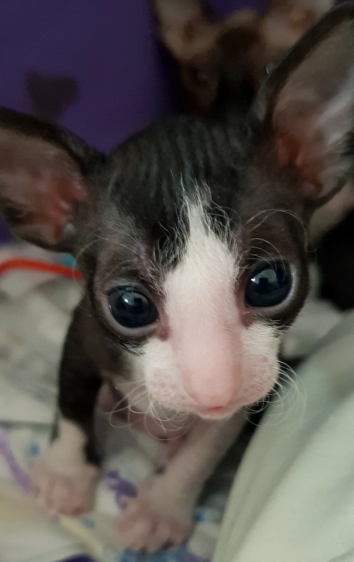 Matilda Elemani Dream - cornish rex