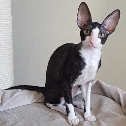 Matilda Elemani Dream