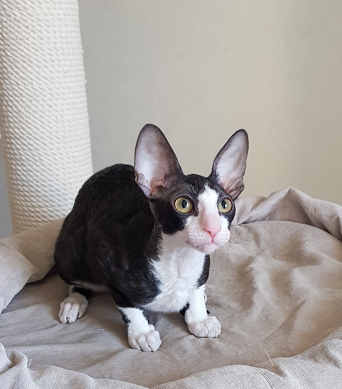 Matilda Elemani Dream - Kitten cornish rex 3 months 4 weeks