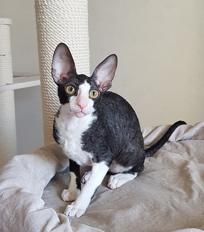 Matilda Elemani Dream - Kitten cornish rex 3 months 4 weeks