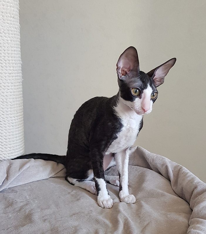 Matilda Elemani Dream - Kitten cornish rex 3 months 4 weeks
