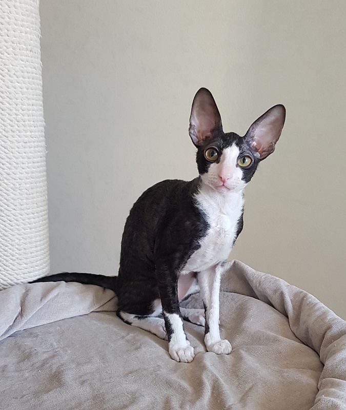 Matilda Elemani Dream - Kitten cornish rex 3 months 4 weeks