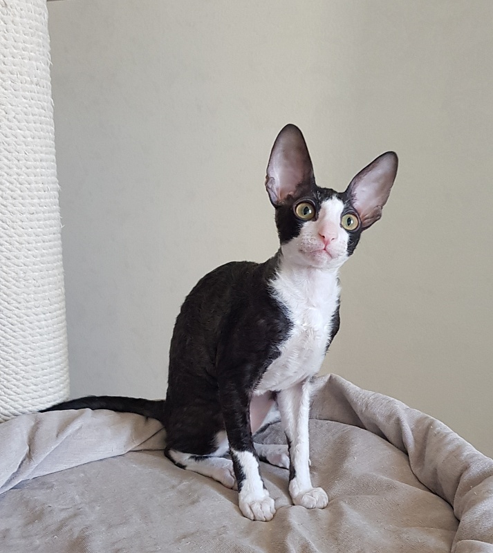Matilda Elemani Dream - Kitten cornish rex 3 months 4 weeks