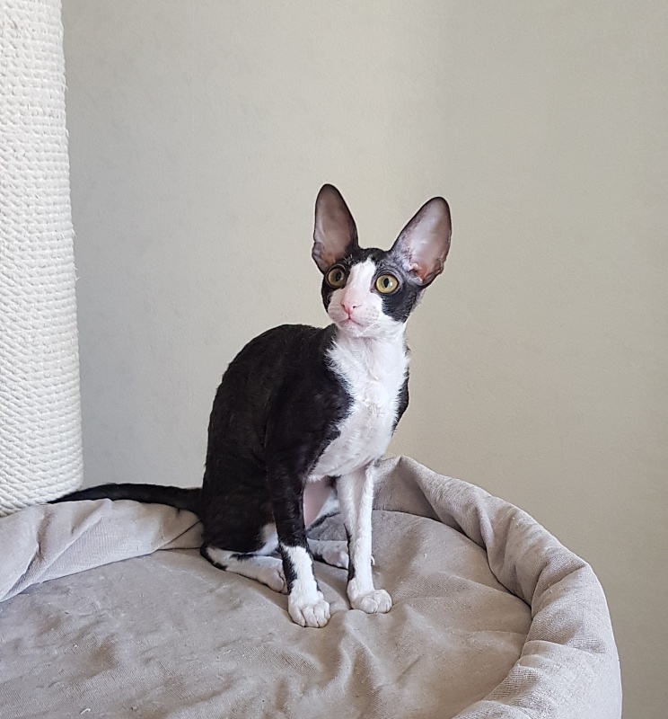 Matilda Elemani Dream - Kitten cornish rex 3 months 4 weeks