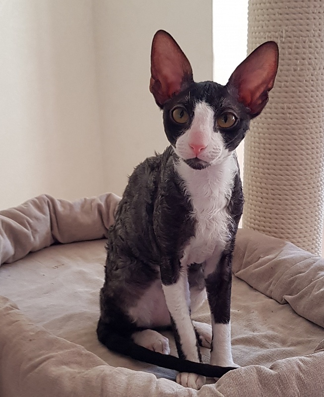 Madame Cherry Elemani Dream - Kitten cornish rex 4 months