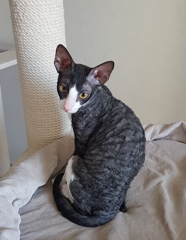 Madame Cherry Elemani Dream - Kitten cornish rex 3 months 4 weeks
