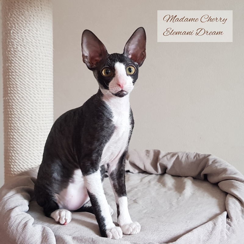 Madame Cherry Elemani Dream - cornish rex