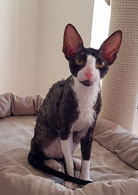 Madame Cherry Elemani Dream - Kitten cornish rex 4 months