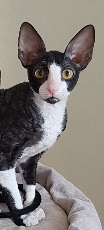 Madame Cherry Elemani Dream - Kitten cornish rex 3 months 4 weeks