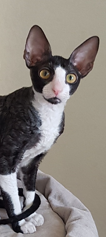 Madame Cherry Elemani Dream - Kitten cornish rex 3 months 4 weeks