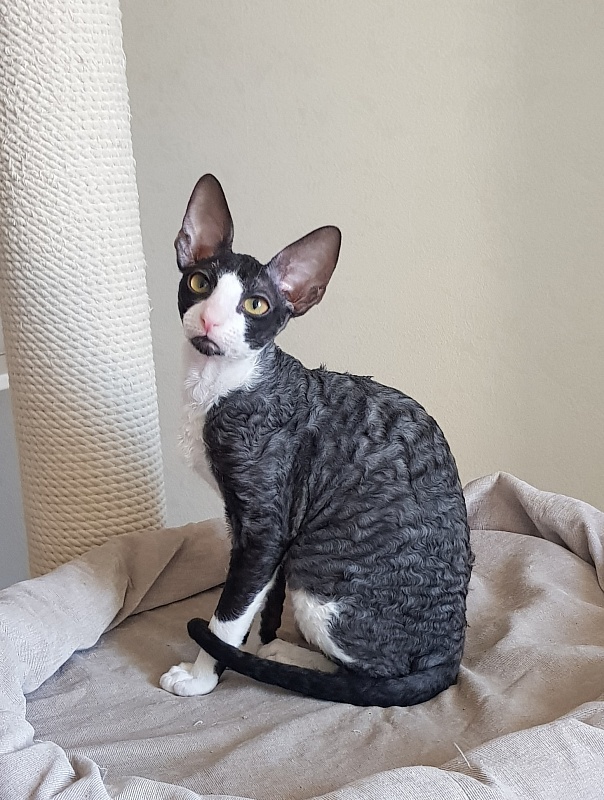 Madame Cherry Elemani Dream - Kitten cornish rex 3 months 4 weeks