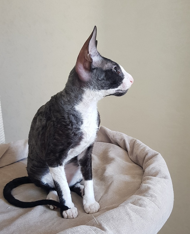 Madame Cherry Elemani Dream - Kitten cornish rex 3 months 4 weeks