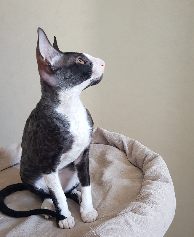 Madame Cherry Elemani Dream - Kitten cornish rex 3 months 4 weeks