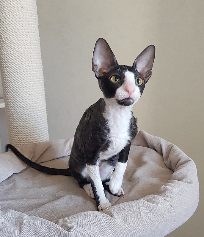 Madame Cherry Elemani Dream - Kitten cornish rex 3 months 4 weeks